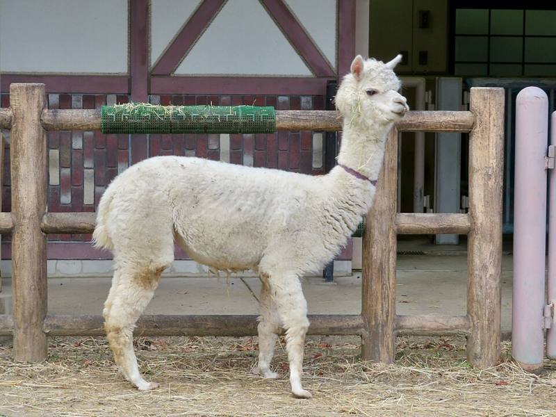 An alpaca with a fluffy fleece