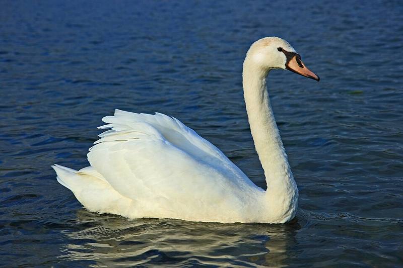 Mute swan on water