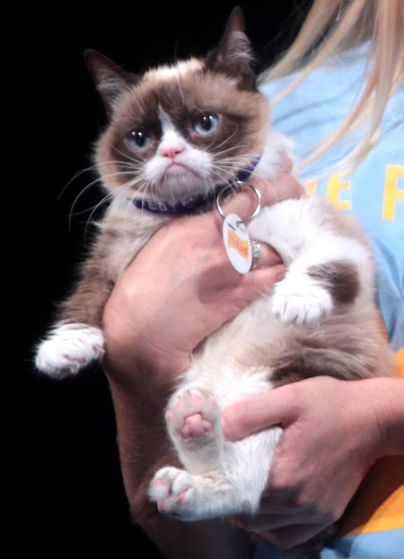 Grumpy Cat, a small cat with a frowning face