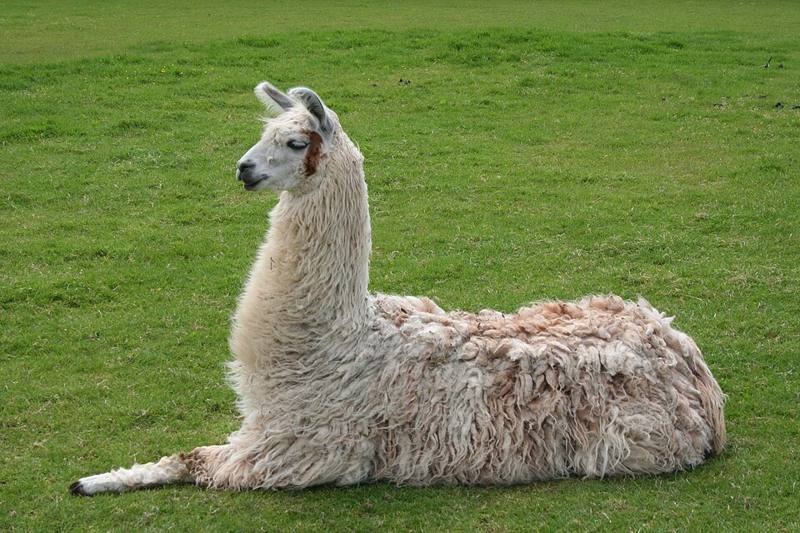 A llama resting on the ground