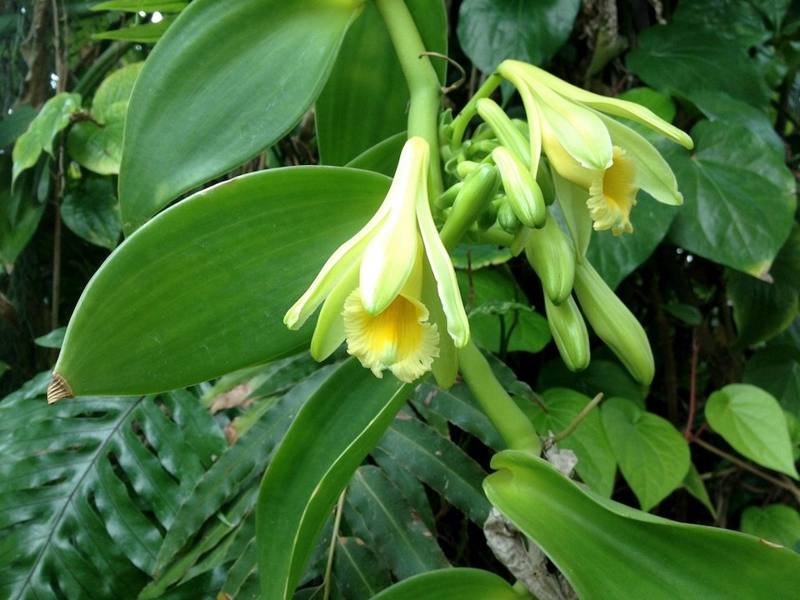 Vanilla pods and flowers
